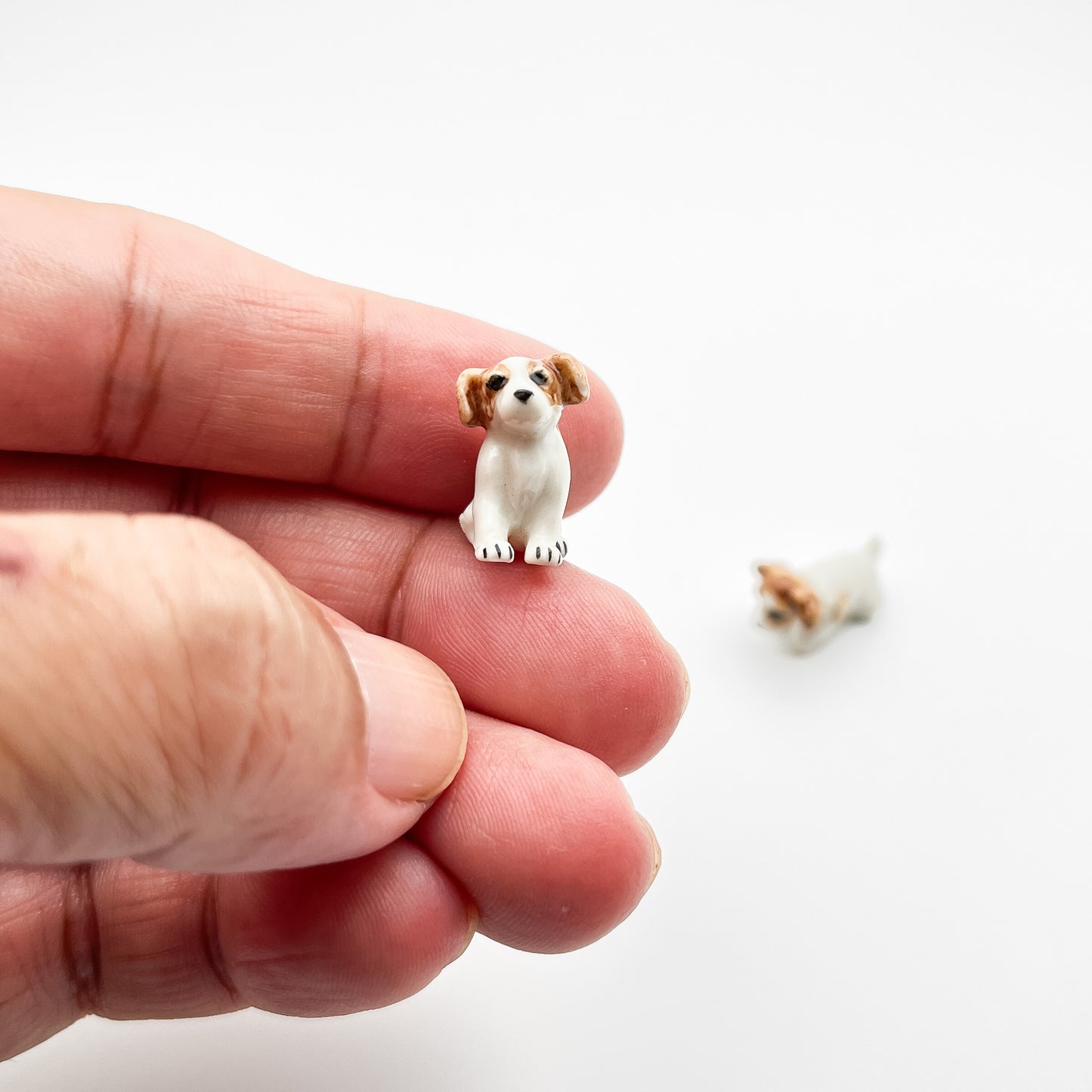 2 Tiny Jack Russell