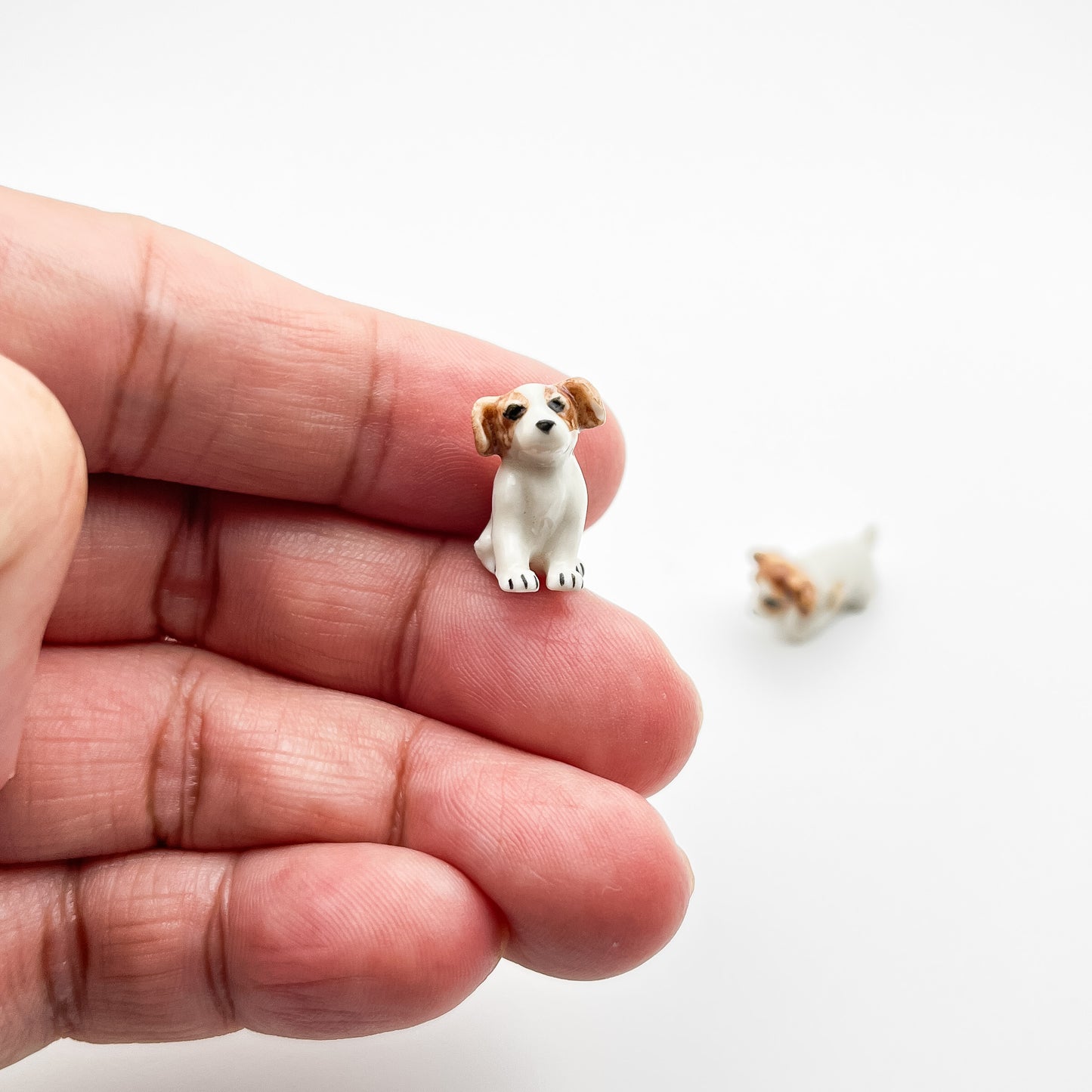 2 Tiny Jack Russell
