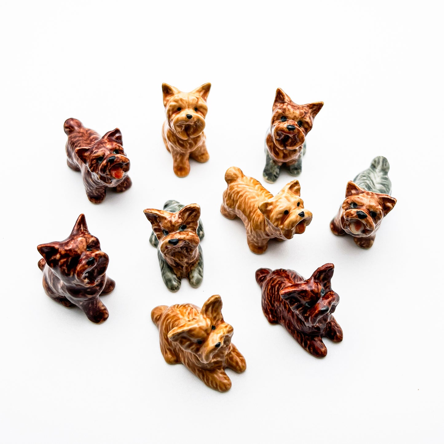 3 Yorkshire Terrier