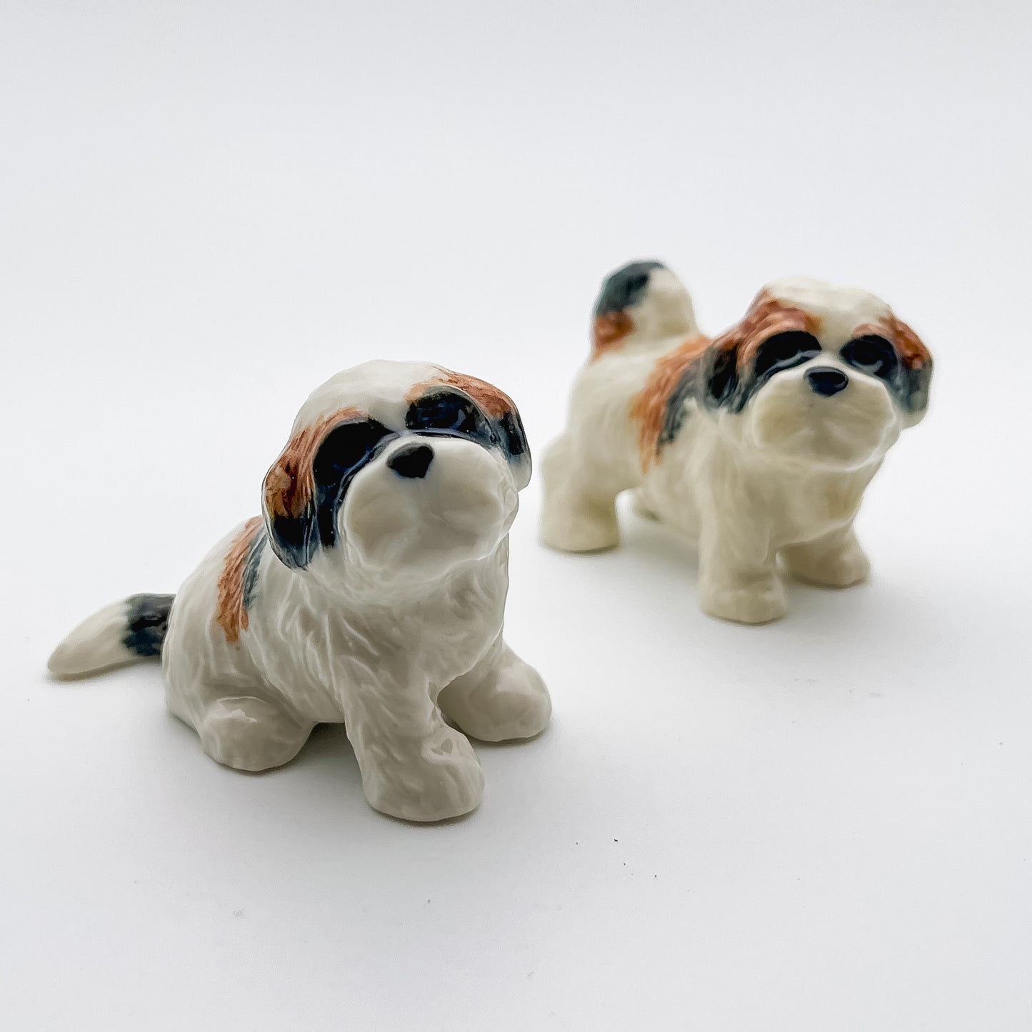 2 Shih Tzu