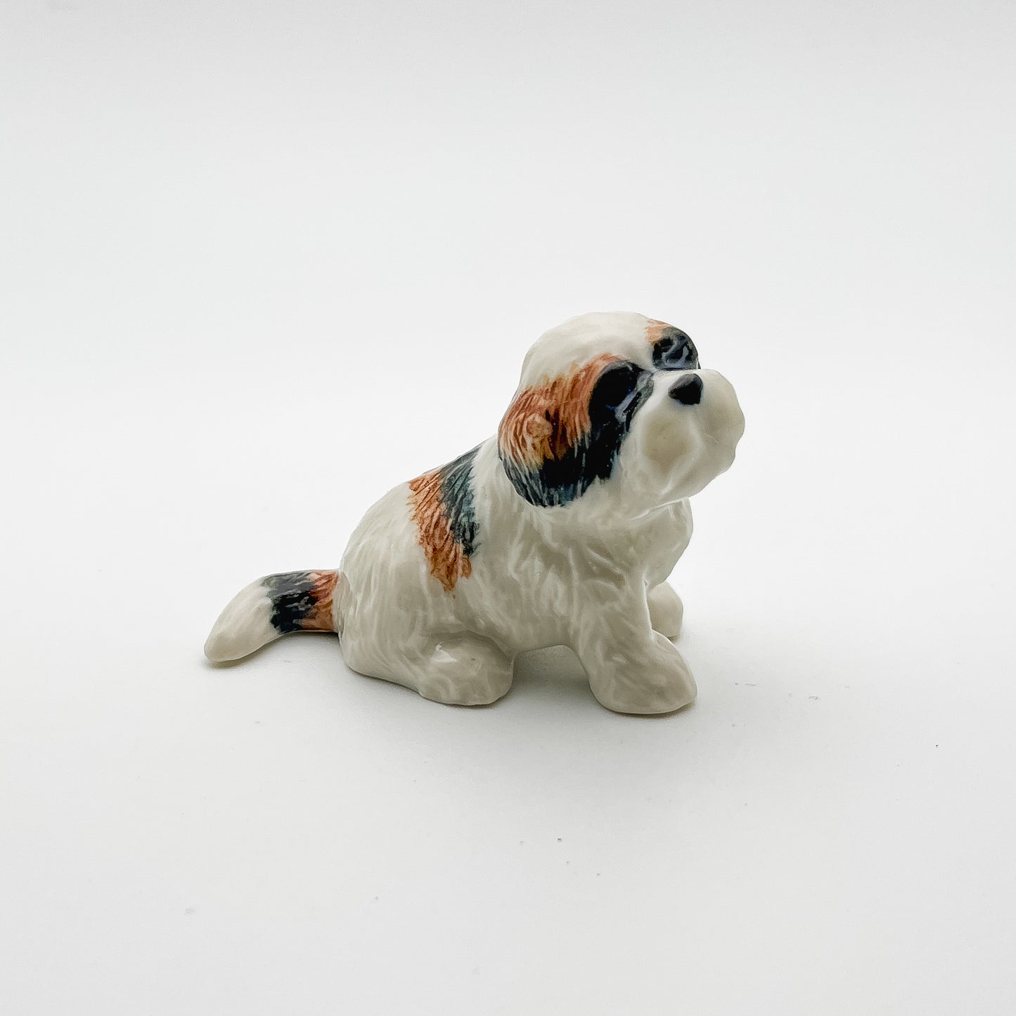 2 Shih Tzu