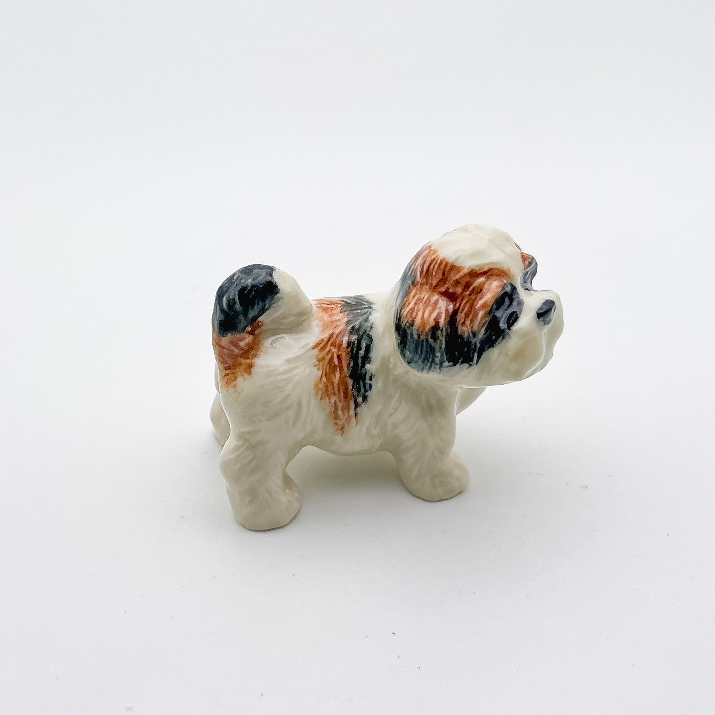 2 Shih Tzu