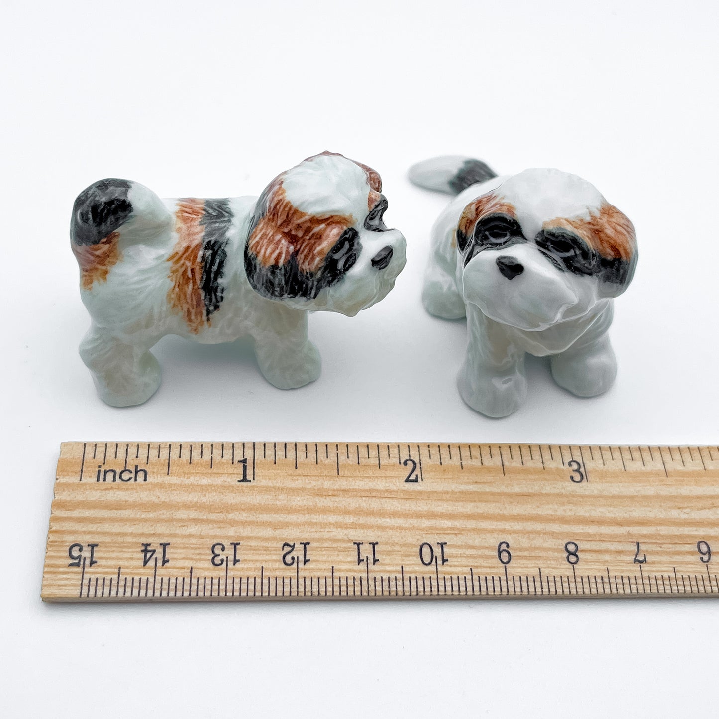 2 Shih Tzu