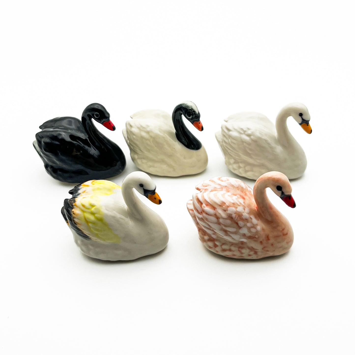 Swan