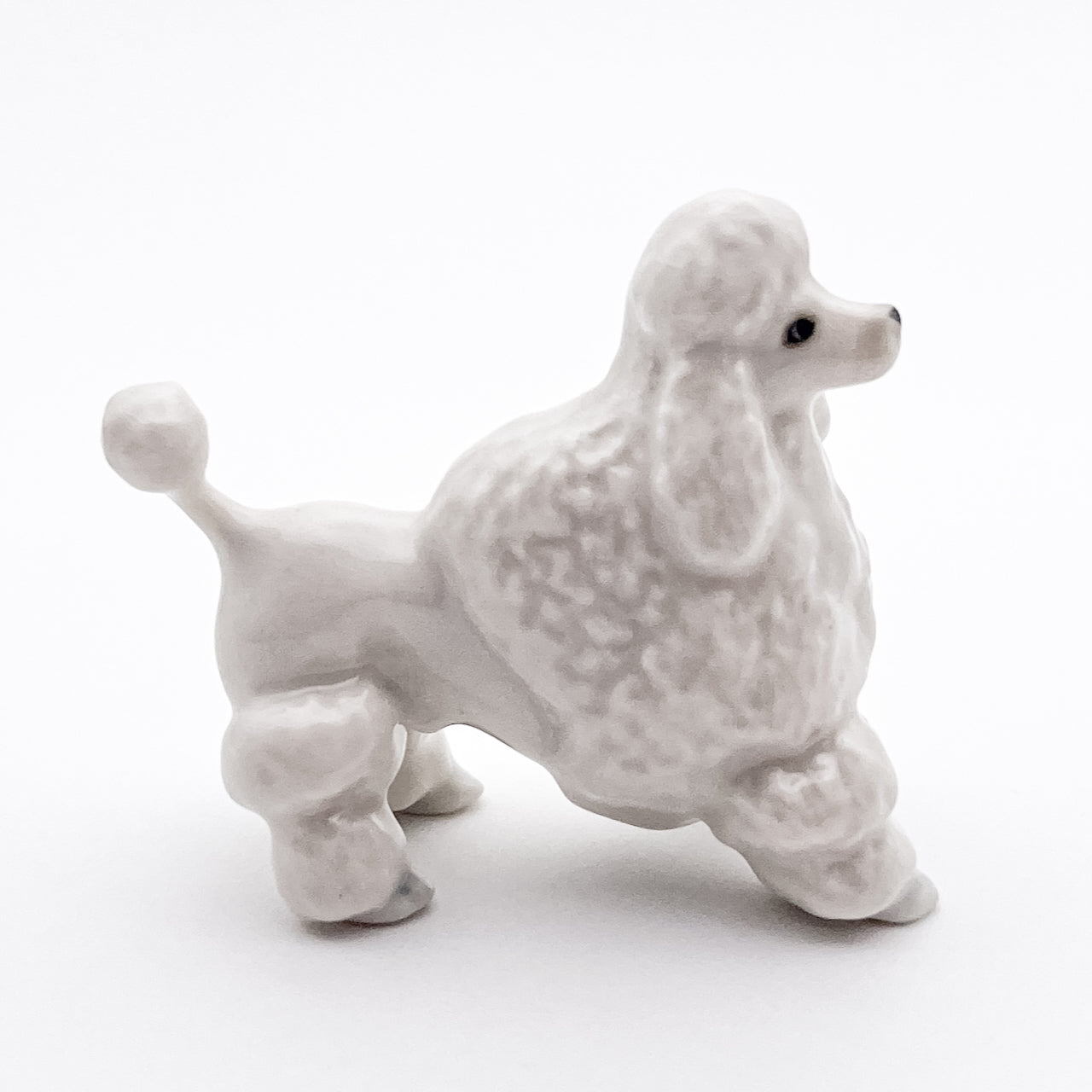 White Poodle, 4 Poses available