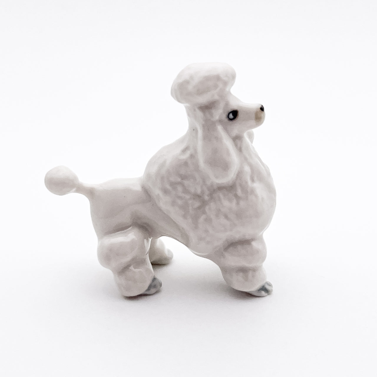 White Poodle, 4 Poses available