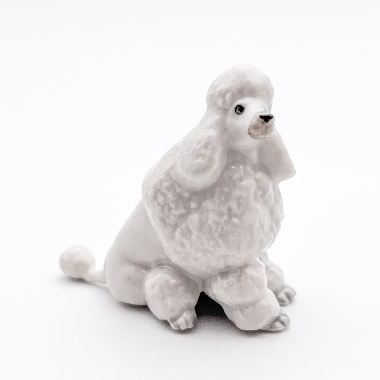 White Poodle, 4 Poses available