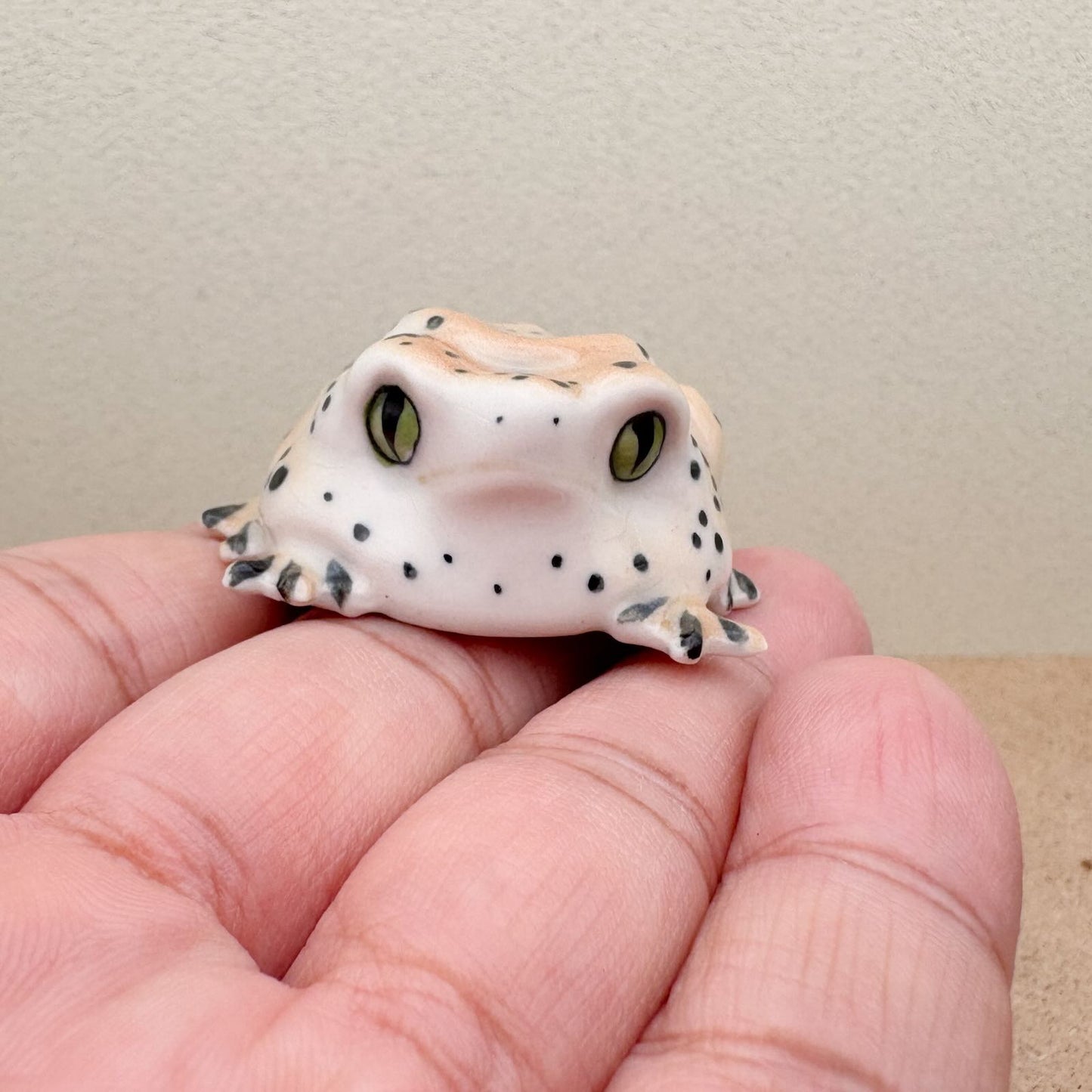 Spotted Forest Frog