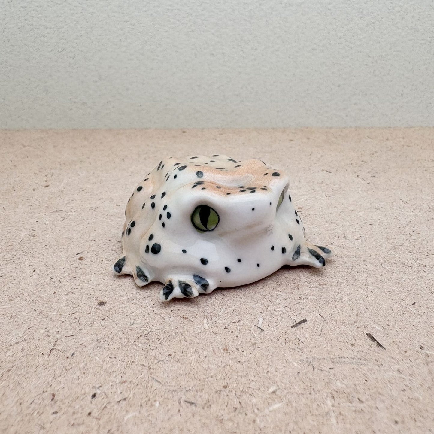Spotted Forest Frog