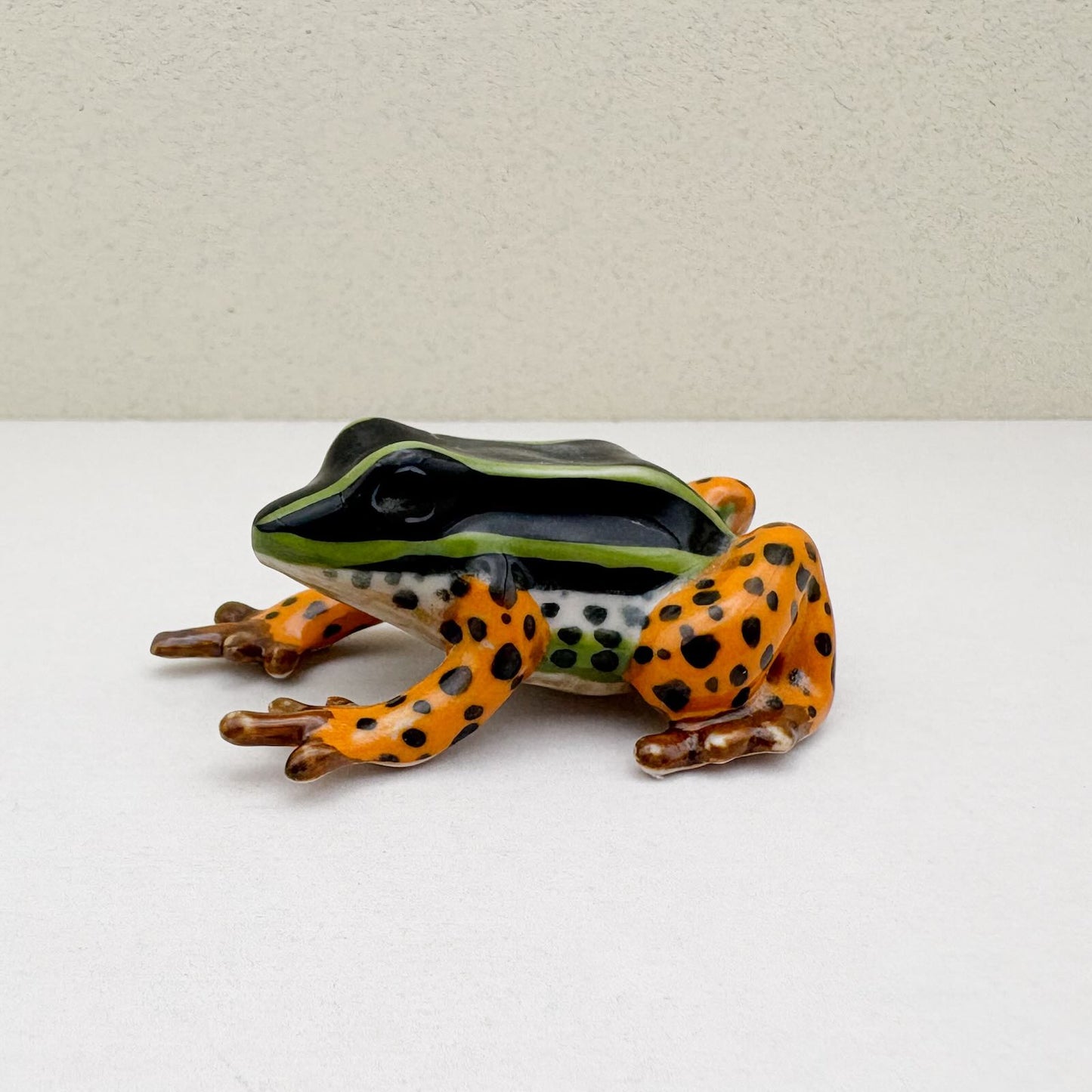 Rio Madeira Poison Dart Frog