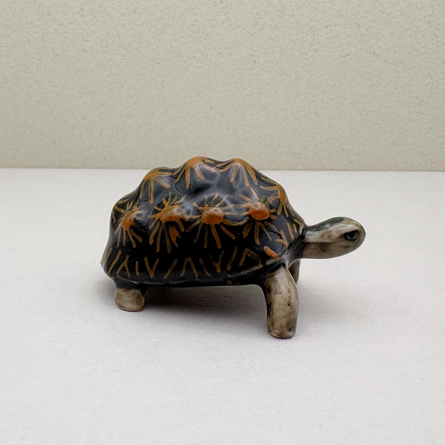 Turtle Radiata