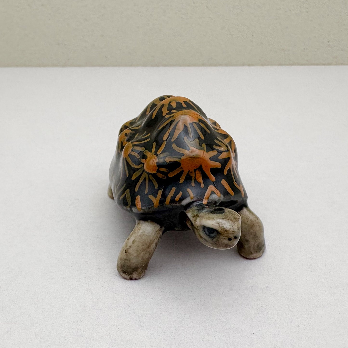 Turtle Radiata