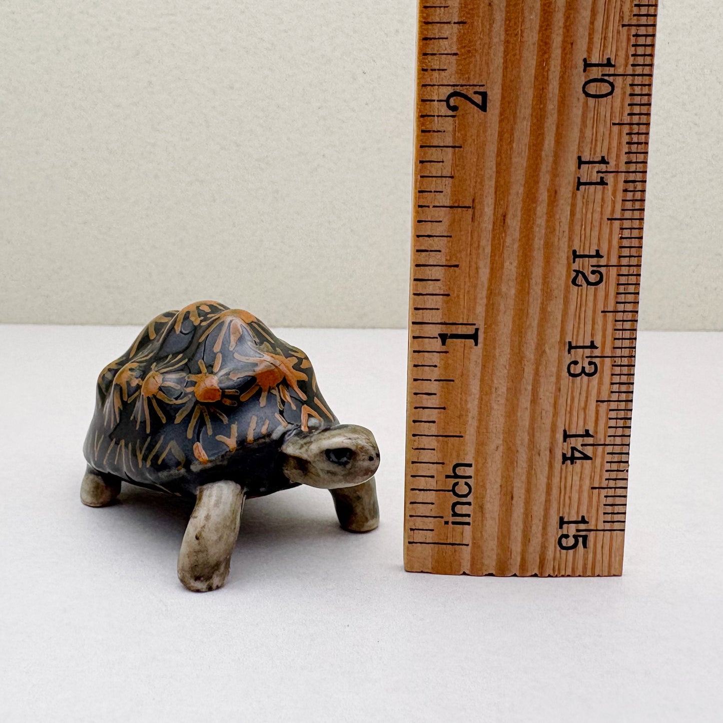 Turtle Radiata