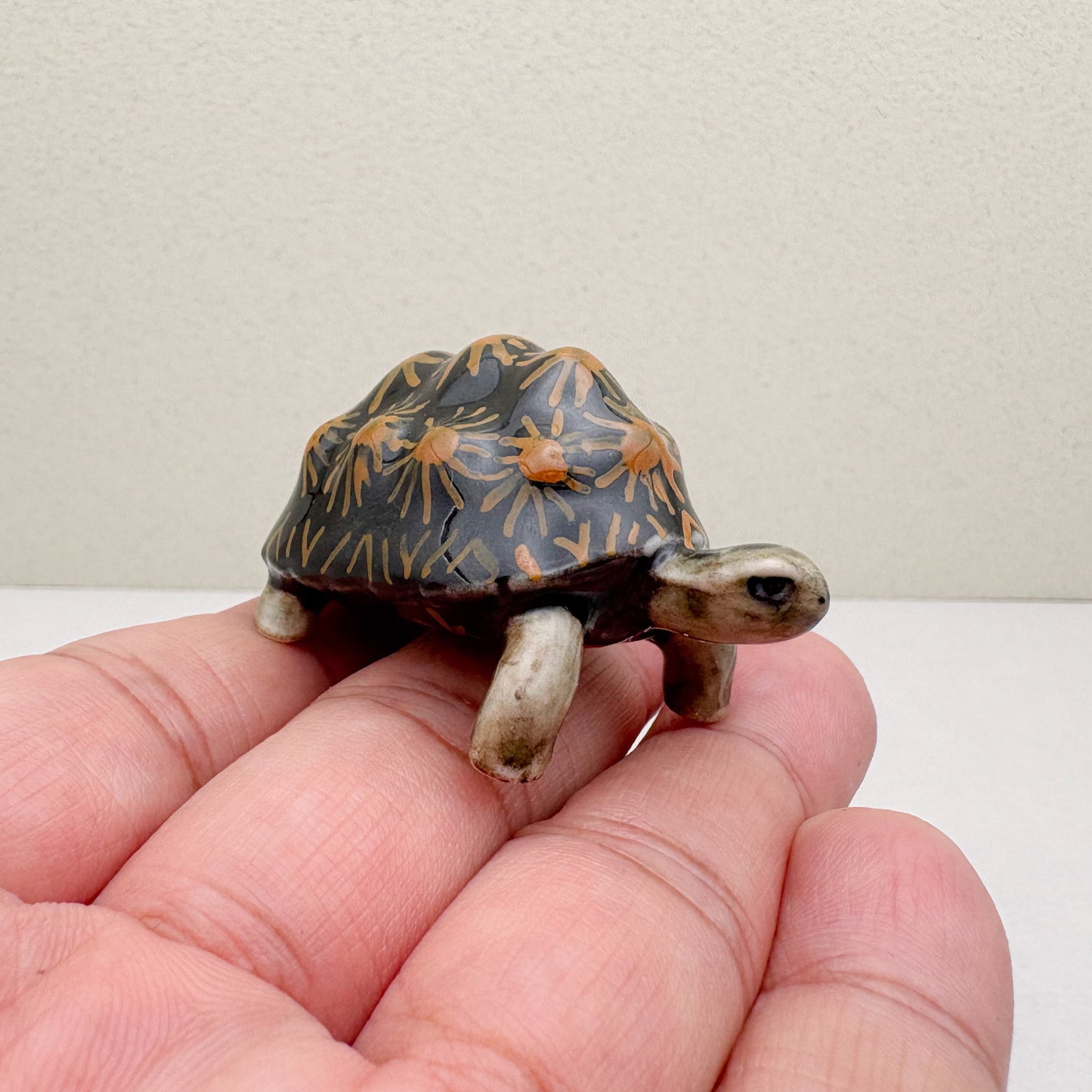 Turtle Radiata