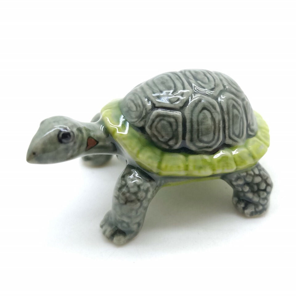 Land Tortoise Turtle