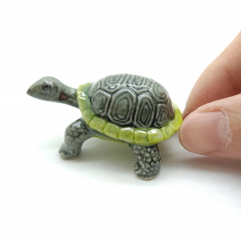 Land Tortoise Turtle