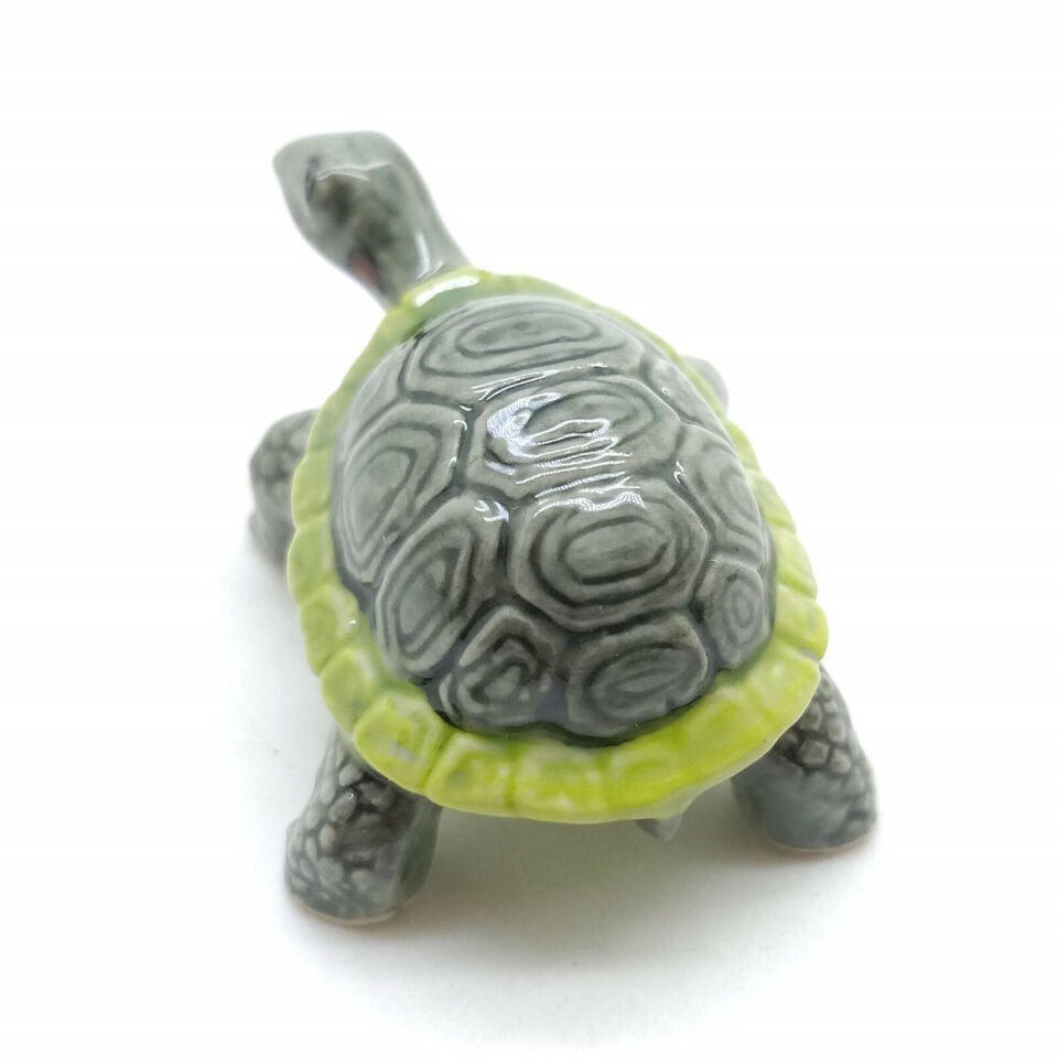 Land Tortoise Turtle