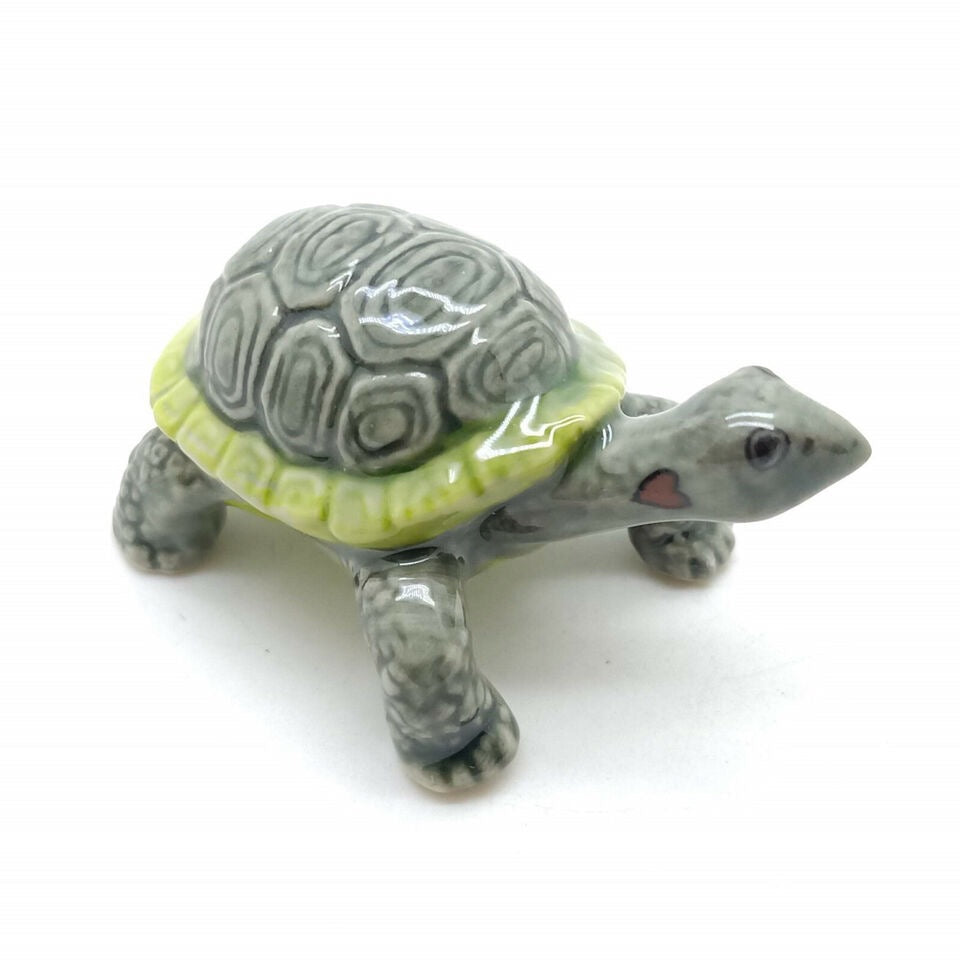 Land Tortoise Turtle