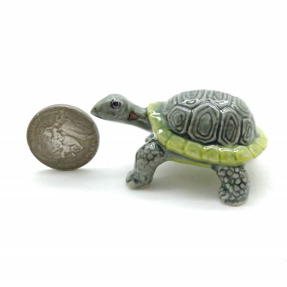 Land Tortoise Turtle