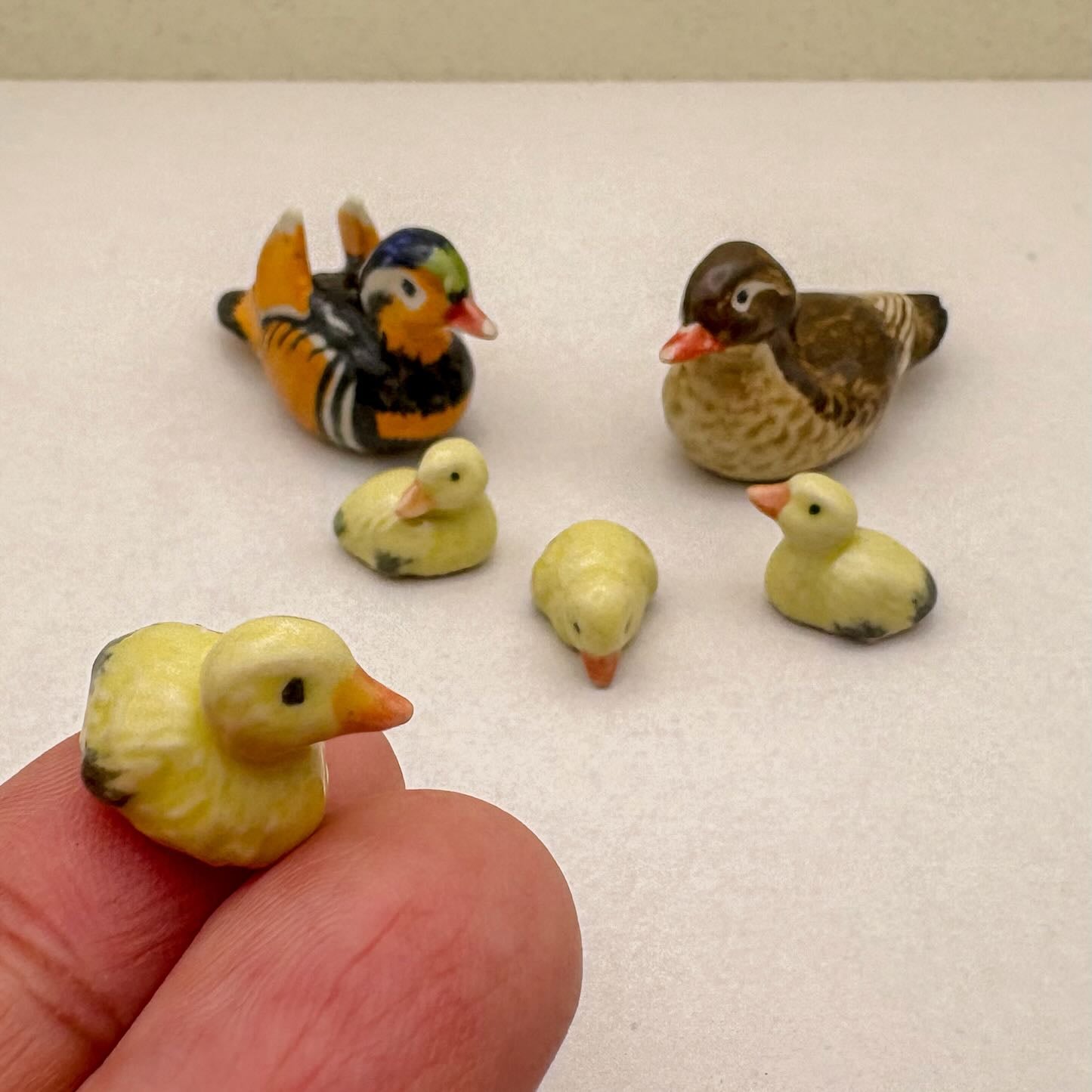 Mandarin Duck Family