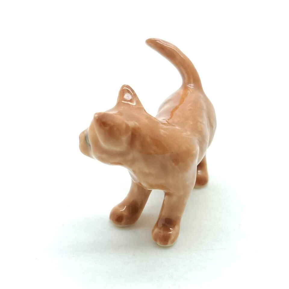 Kitten Cat