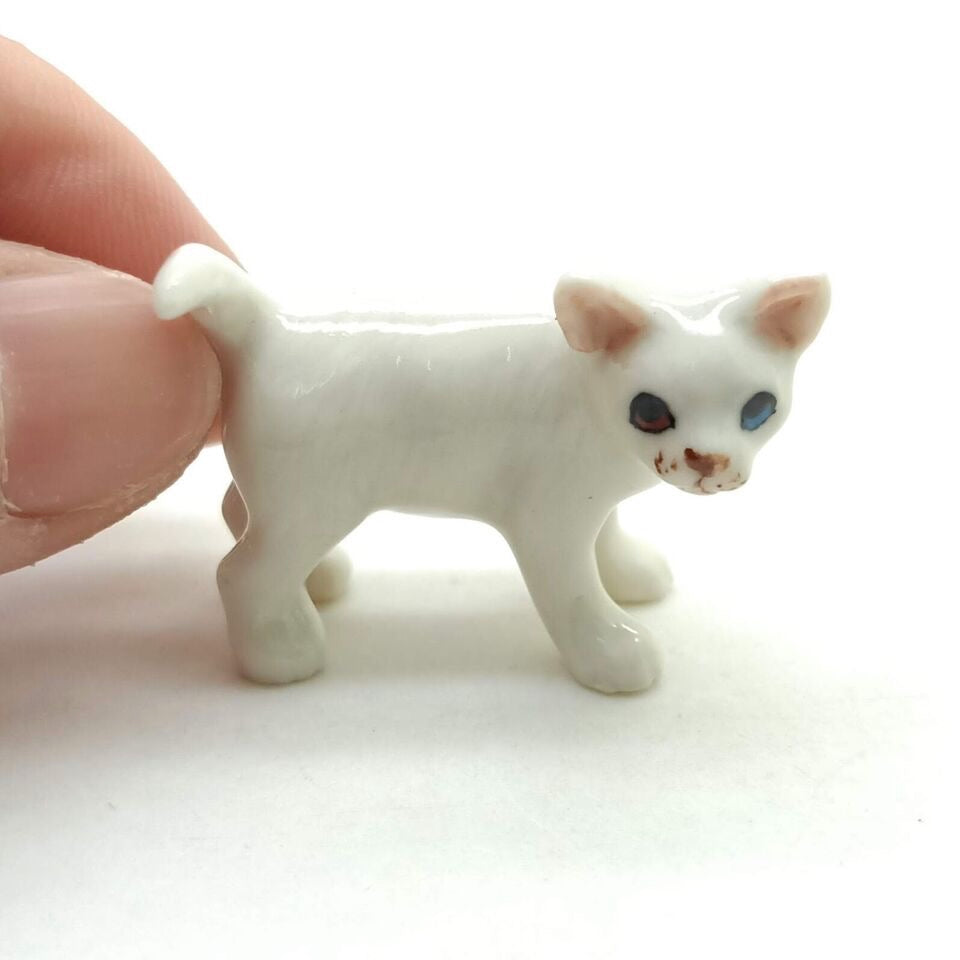 Kitten Cat