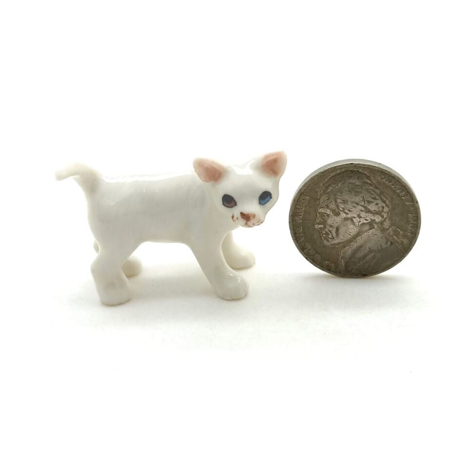 Kitten Cat