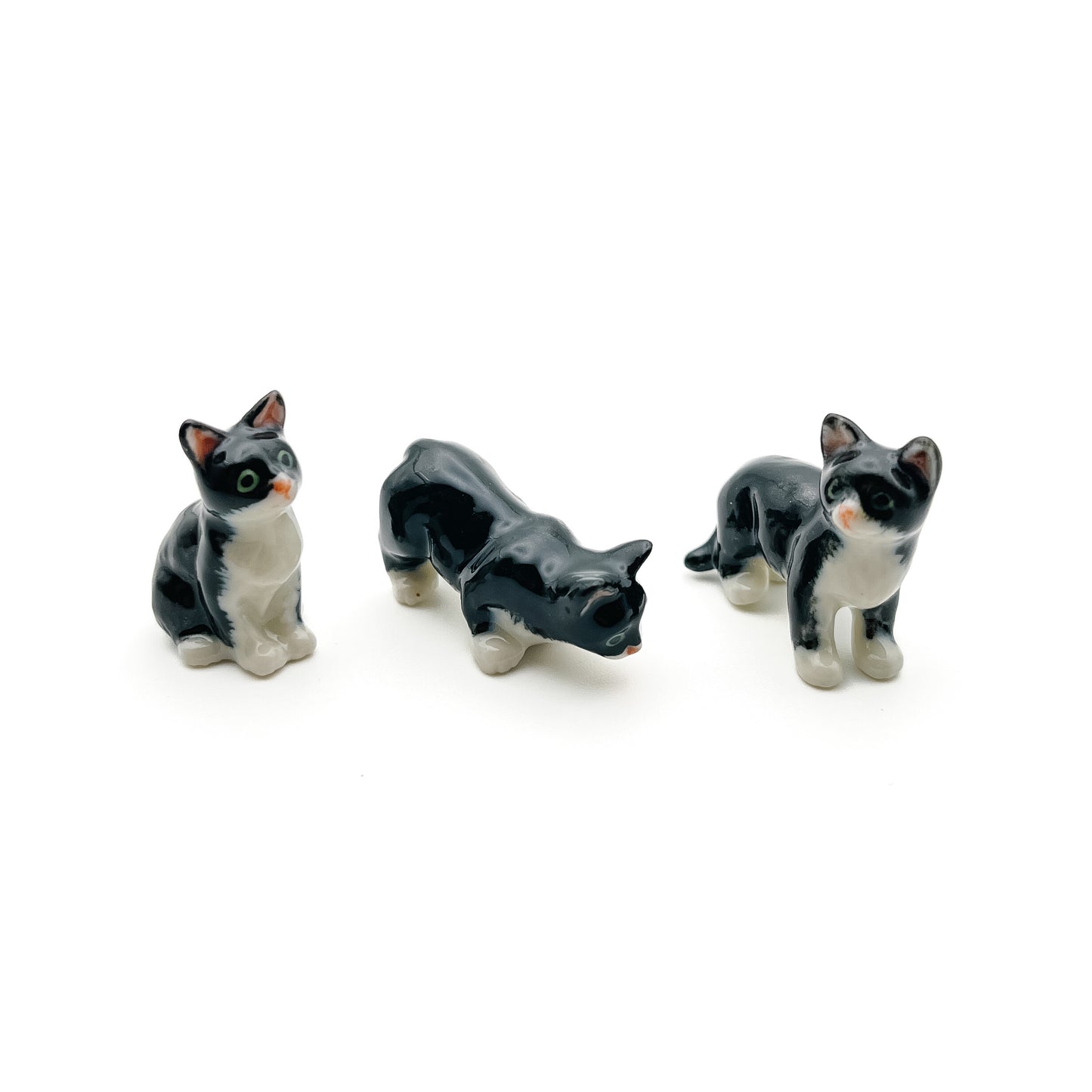 Domestic House Kitten Cats