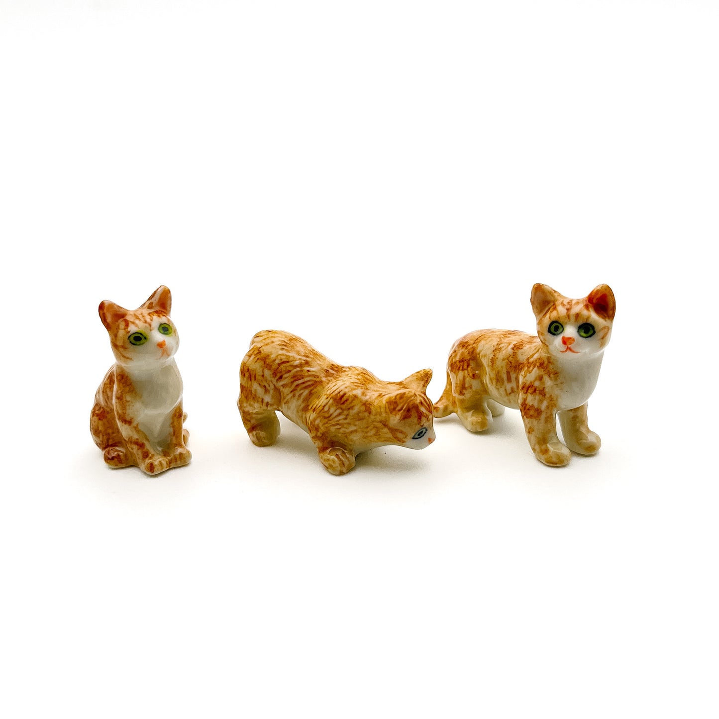 Domestic House Kitten Cats