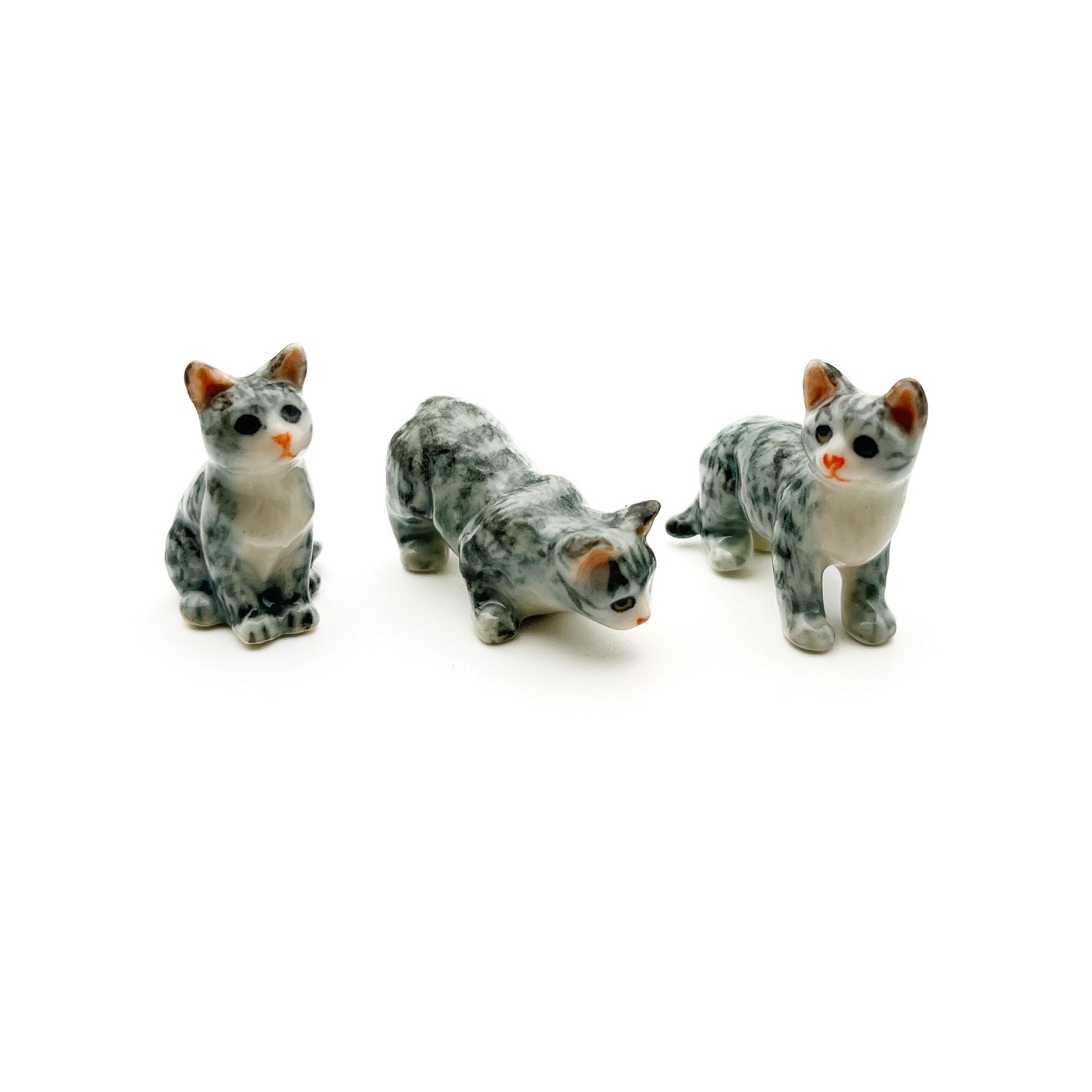 Domestic House Kitten Cats