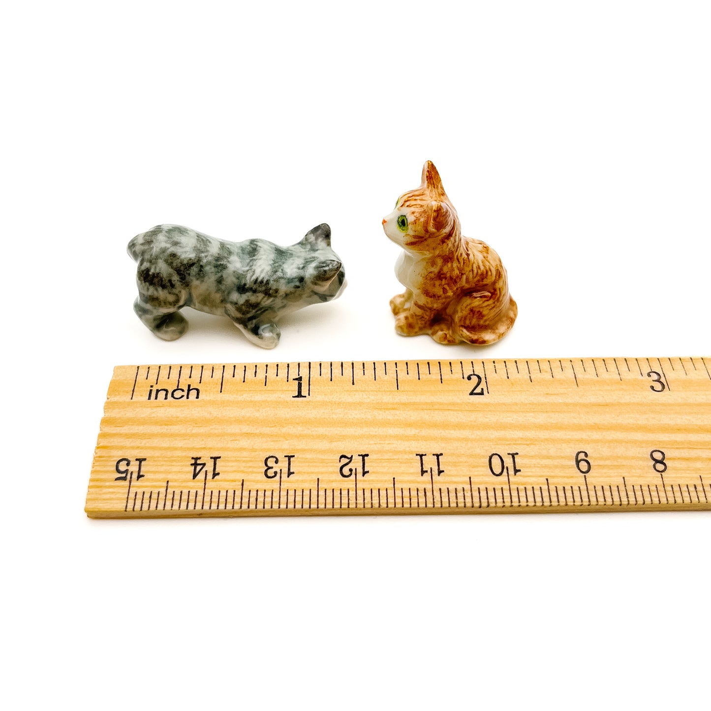 Domestic House Kitten Cats