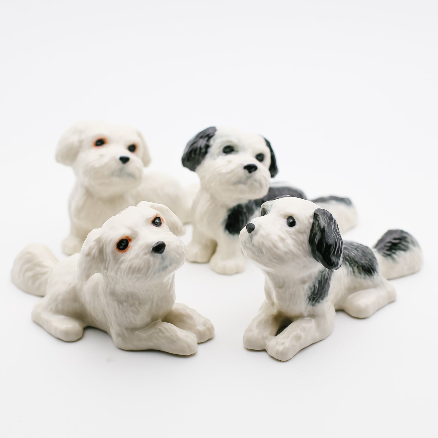 2 Shih Tzu