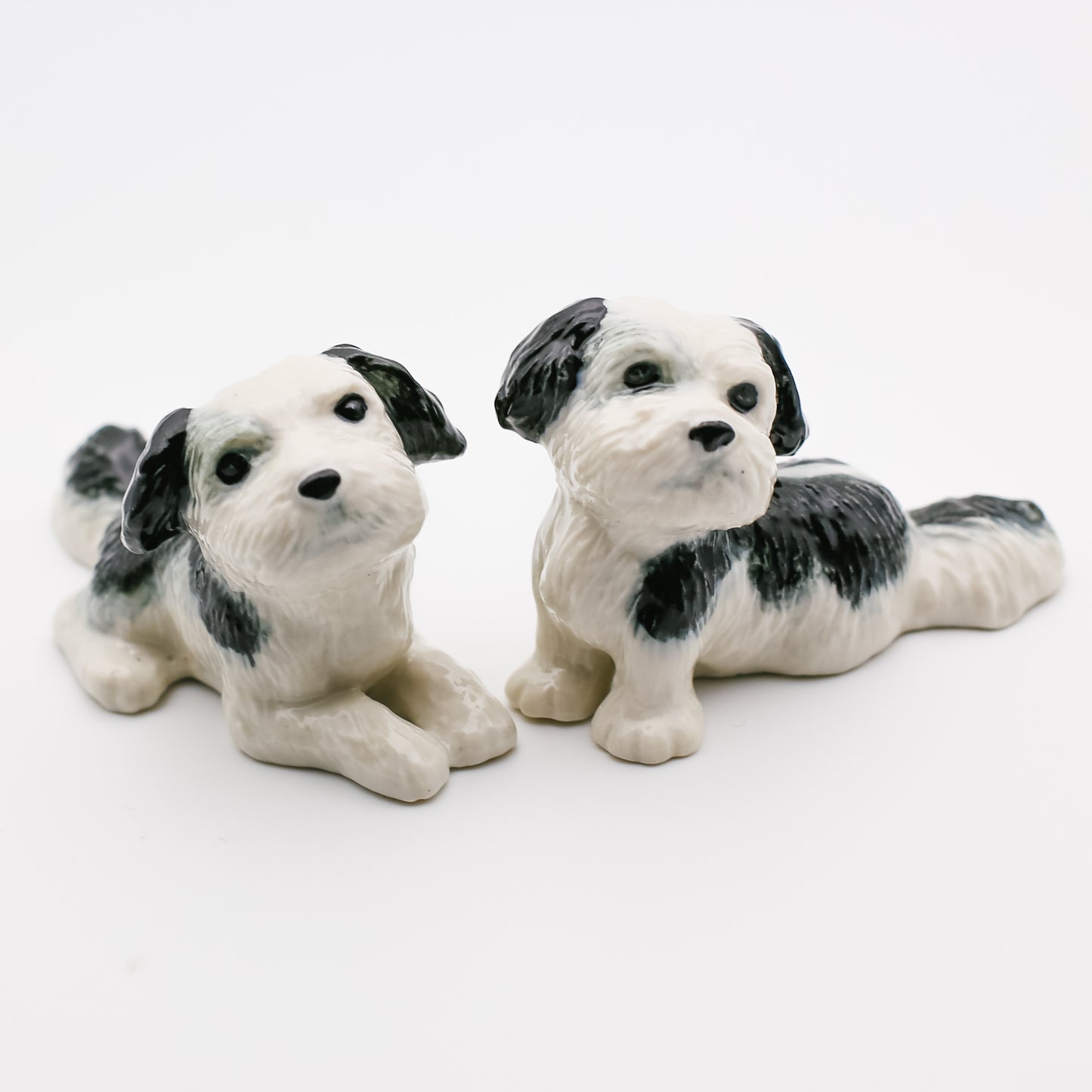 2 Shih Tzu