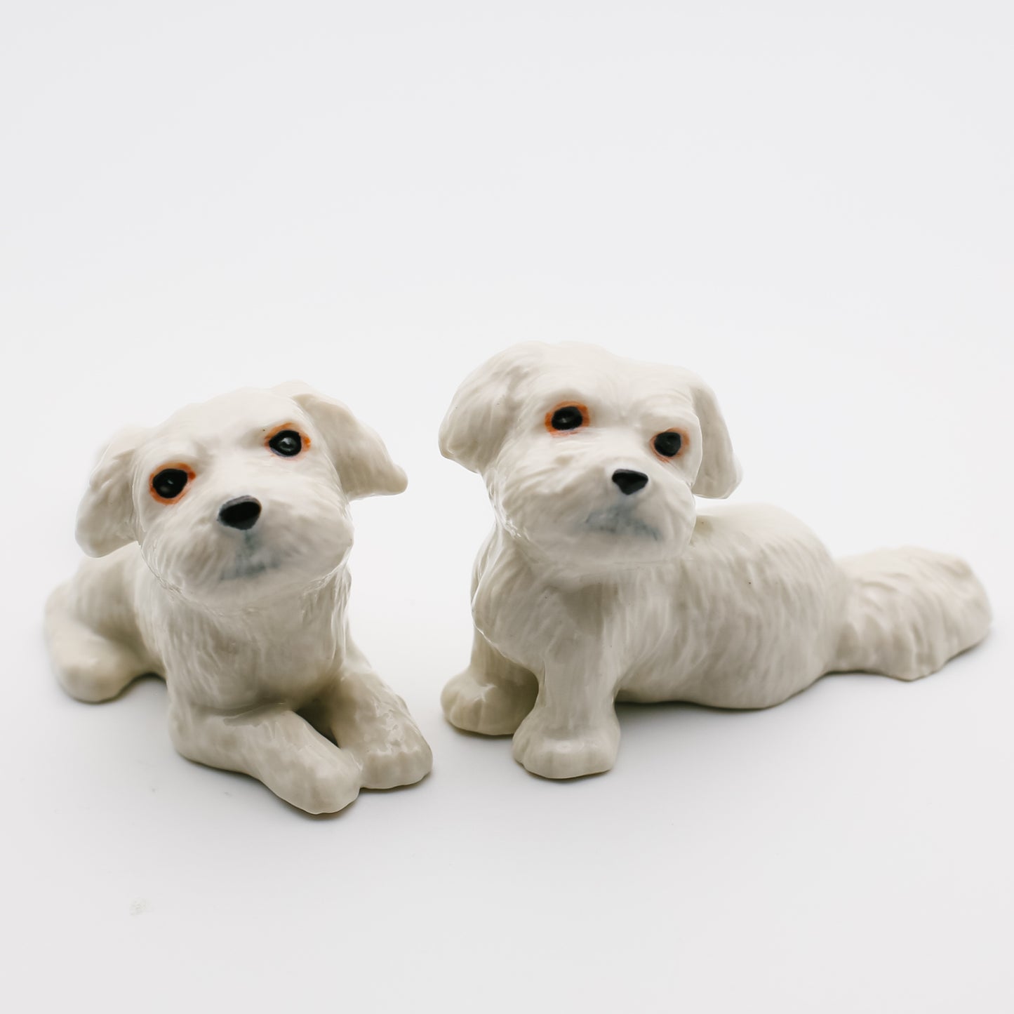 2 Shih Tzu