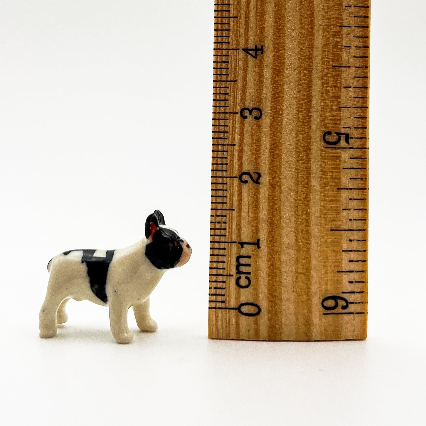Tiny French Bulldog