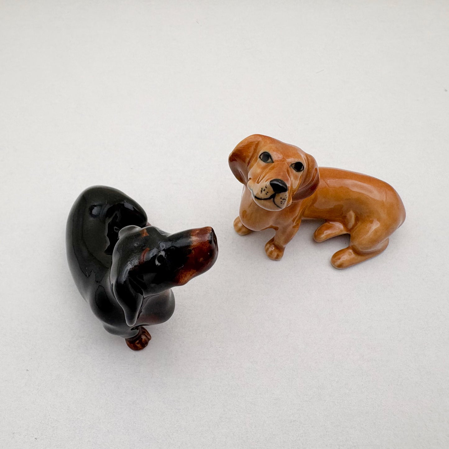 Dachshund Pup