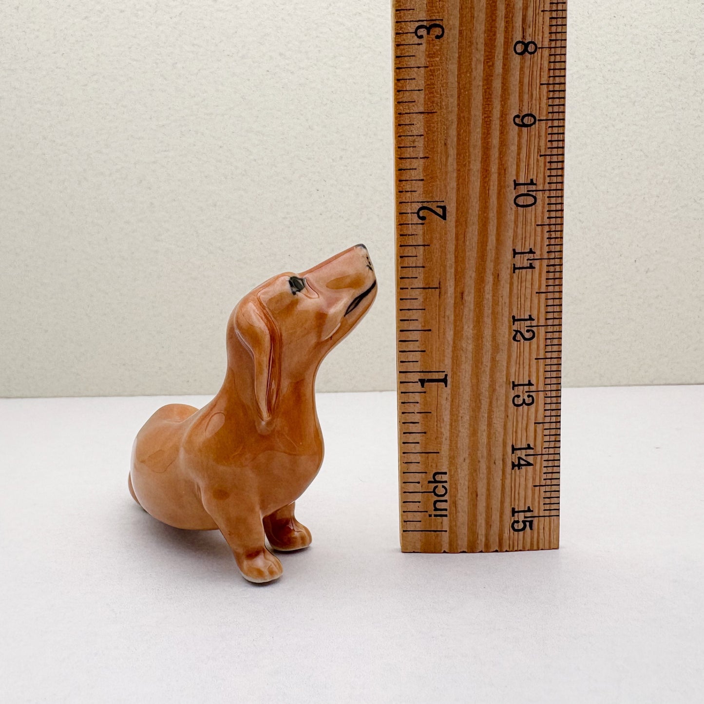 Dachshund Pup