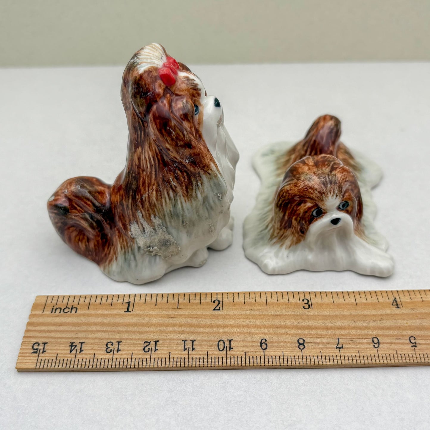 Charming Shih Tzu
