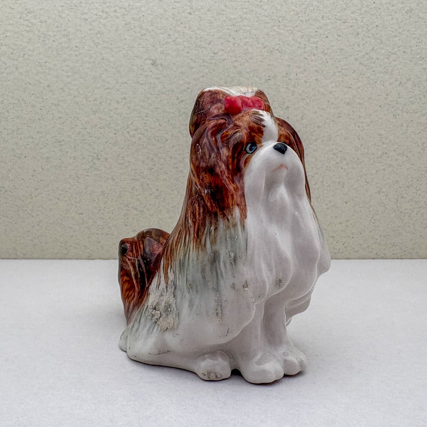 Charming Shih Tzu