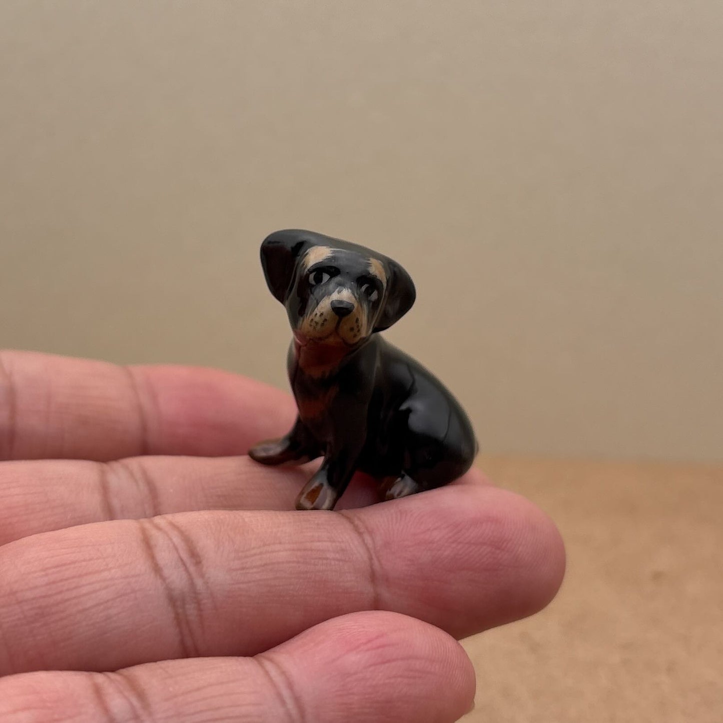 Black Dachshund Pup
