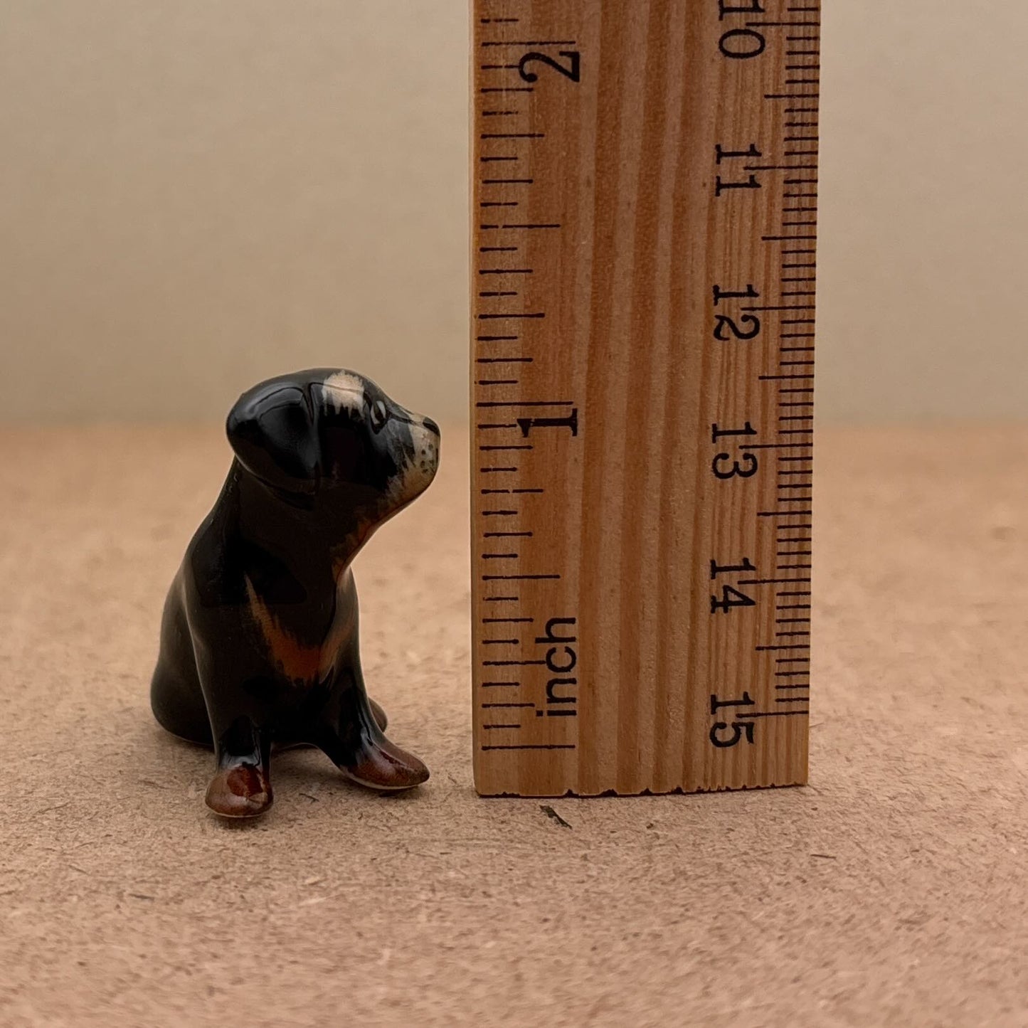 Black Dachshund Pup