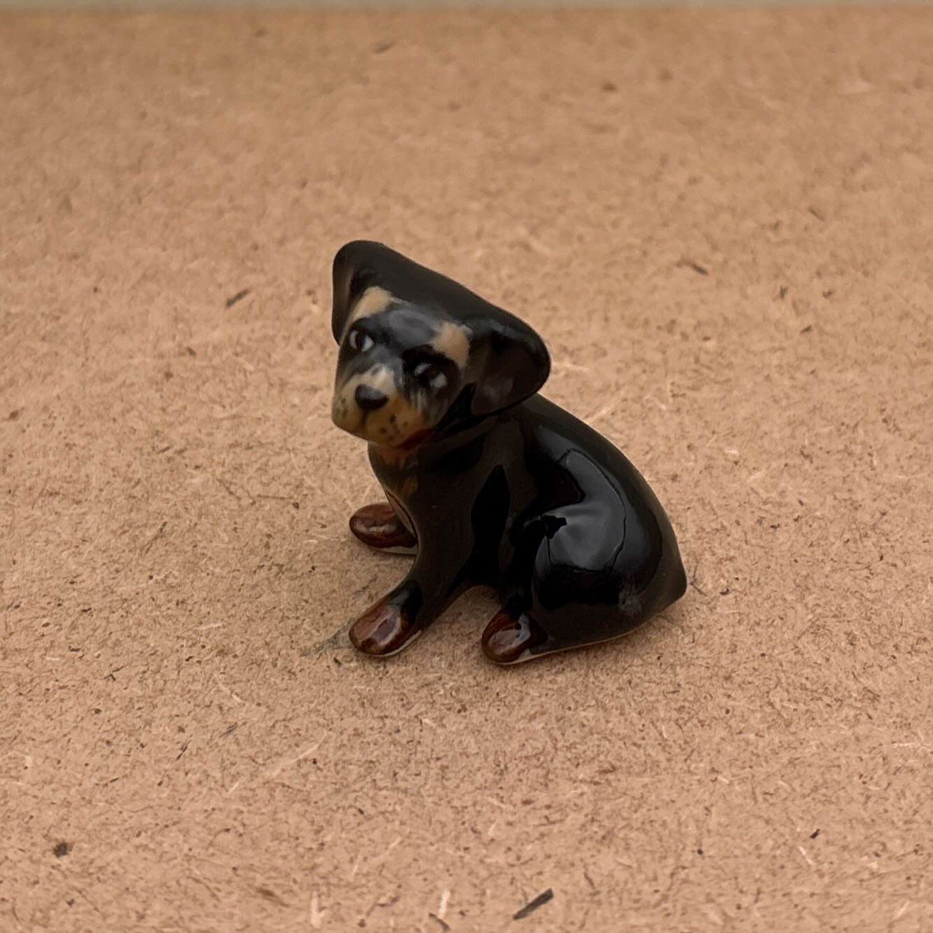 Black Dachshund Pup