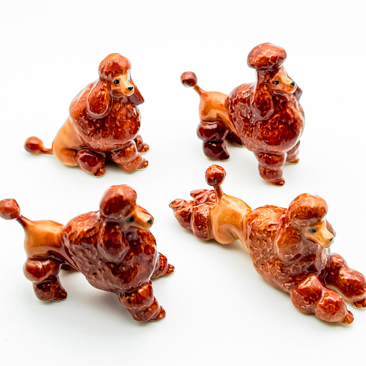 Red Brown Poodle, 4 Poses available