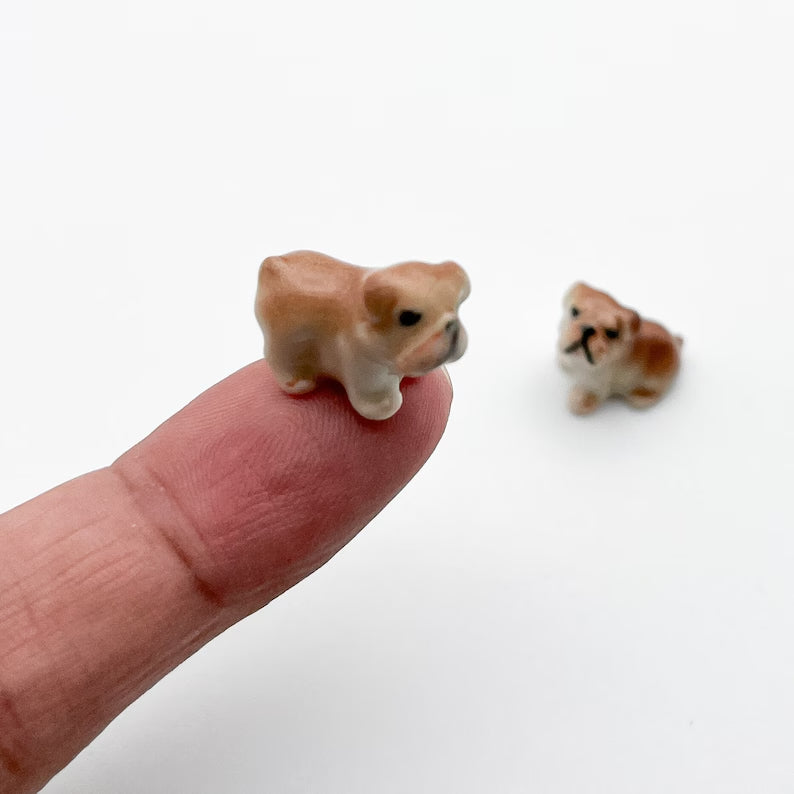2 Tiny Bulldog