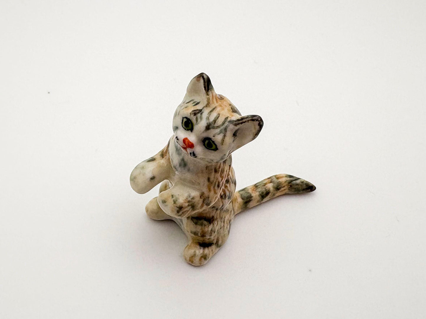 Playful Tabby