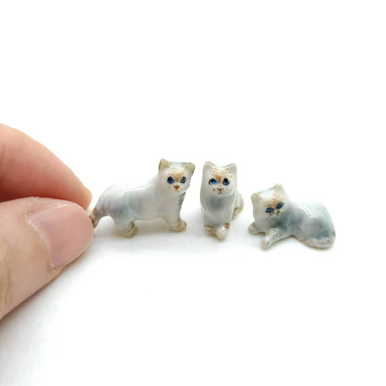 5 Tiny Persian Cats