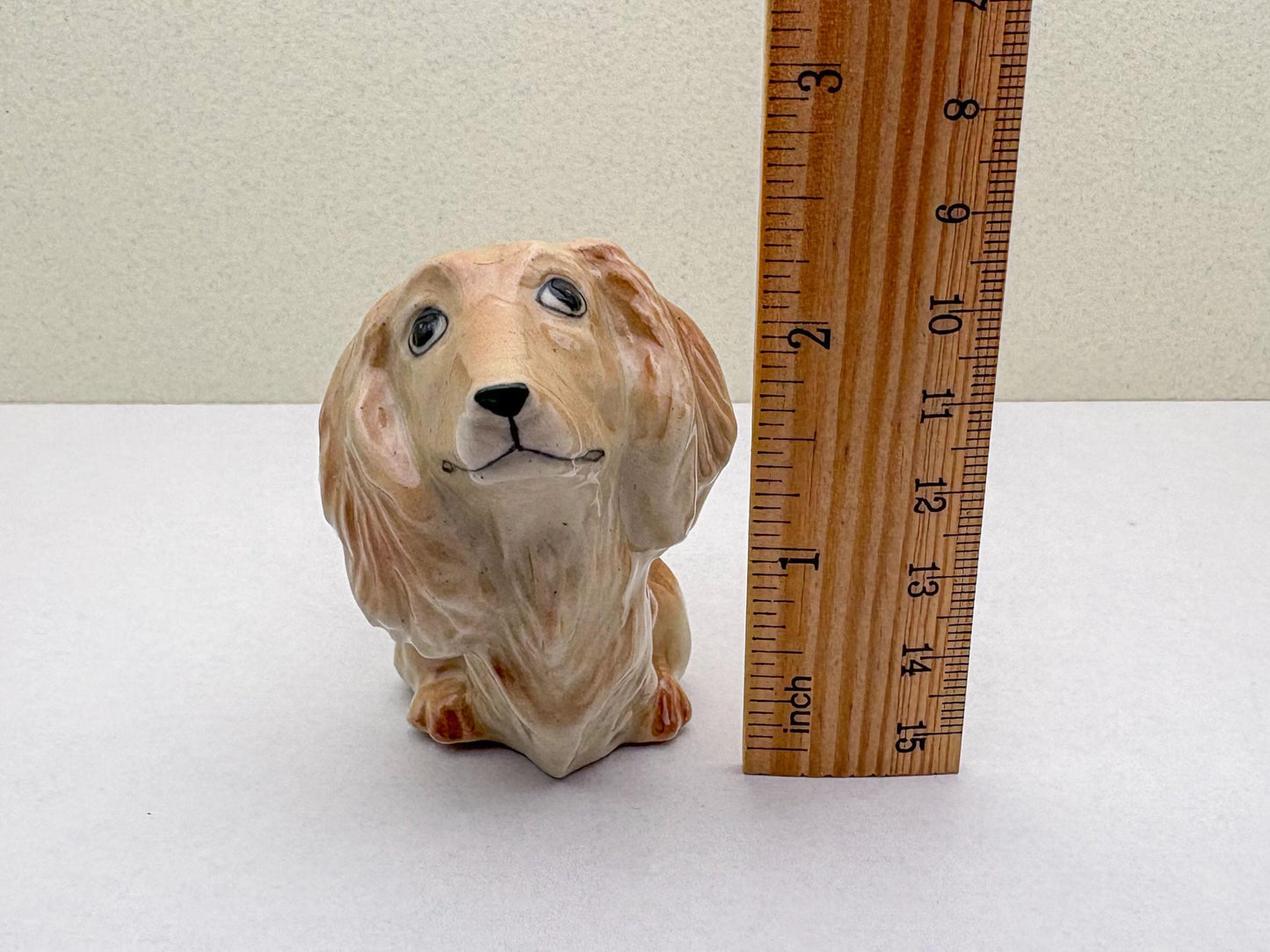 Charming Dachshund