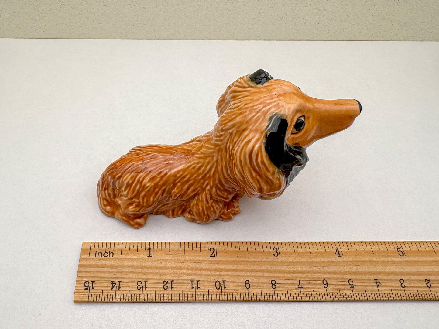 Charming Dachshund
