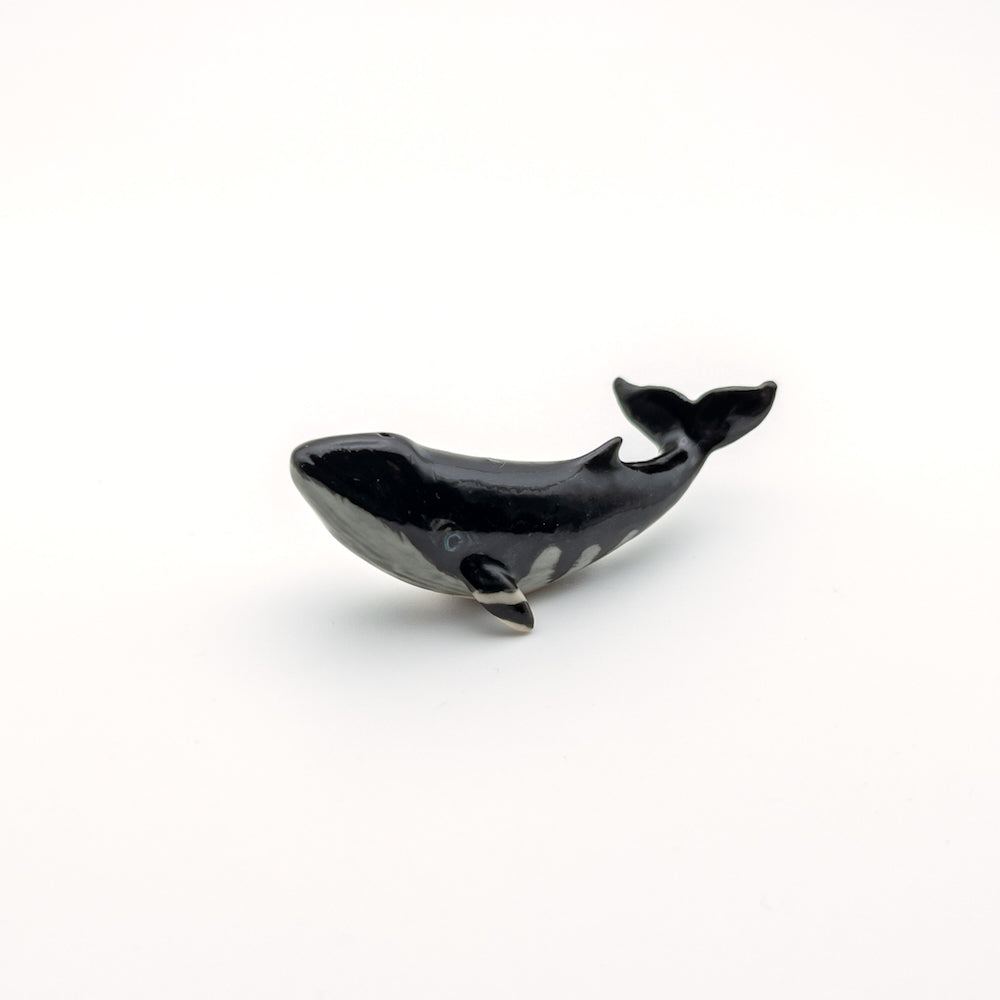 Minke Whale and Humpback Whale