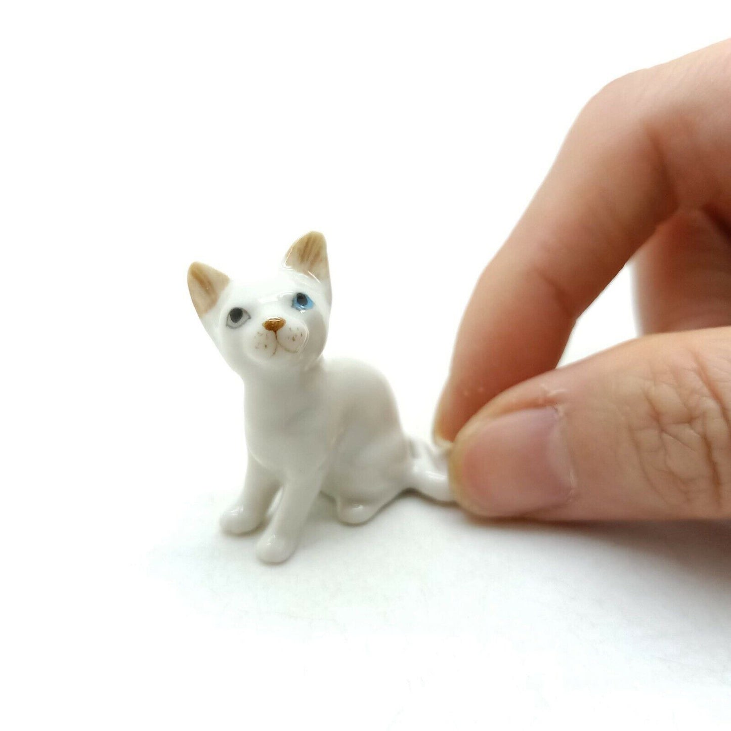 White Cat with blue eyes